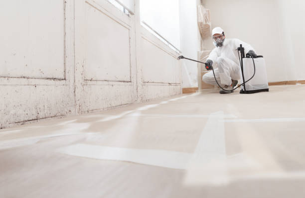 Black mold remediation team in Spotsylvania